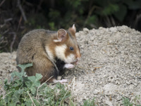 귀여운 햄스터의 ‘동종포식’ 왜 일어날까…반려인들이 기억해야 할 것
