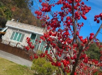 “일이라도 해야 별생각 안 들제”…재 헤치고 다시 밭과 바다로