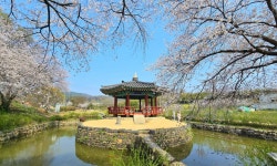 40살 벚꽃이 물들인 ‘하트 연못’…걸으면 사랑이 샘솟겠네