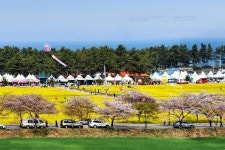 “유채꽃·벚꽃·바다를 한 자리에서”…삼척맹방유채꽃축제