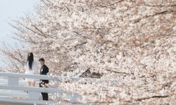 낮 최고 25도 포근한 봄날씨…주말 비바람에 벚꽃은 오늘이 끝