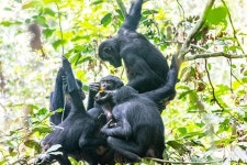 수컷보다 몸집 작고 약한 암컷 보노보들이 ‘권력’ 잡은 비결은?