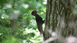 서울 도심 ‘종묘 숲’에도 딱따구리가 산다…둥지 5개 발견