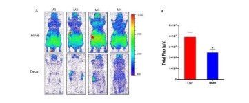 우리 몸도 별처럼 빛을 낸다…단지 아주 희미할 뿐