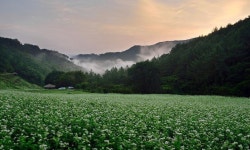 메밀꽃 흐드러진 청주 추정마을 ‘봉평 못지 않아요’
