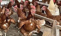 극한 폭염에…농장동물 폐사, 지난해보다 10배 더 늘었다