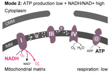 ‘길을 잃은 전자’와 가속노화 [강석기의 과학풍경]
