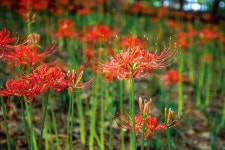 동대문구, 배봉산 꽃무릇 군락지 가을 정취 선사