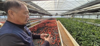 [현장] “배추 농부가 배추 사 김장할 판”…900ℓ 화학물질에 초토화