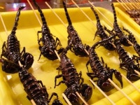 [디카갤러리] 전갈꼬치