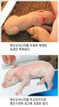 한마리 어미돼지 대리모서 복제ㆍ체외수정 동시 생산