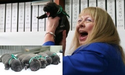 알앤엘바이오-서울대연구팀, 애완견 `부거`복제 성공