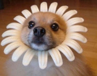 [디카갤러리] 개바라기?