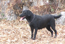 알앤엘바이오, 암 탐지견 복제 성공