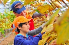 SK C&C, 포도농장 일손돕기 가족 봉사활동