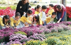 “직거래 장터서 국화꽃 사세요”