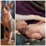 스핑크스 고양이, 주름많은 외계인 닮은 고양이 `돌연변이?`