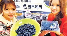 “칠레산 블루베리 맛보세요”