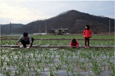 콩세알 농장, 의성마늘 가격 전년 대비 인하 예약판매 실시