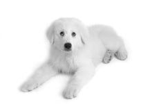 아파트 2층서 반려견 던져…동물병원 이송