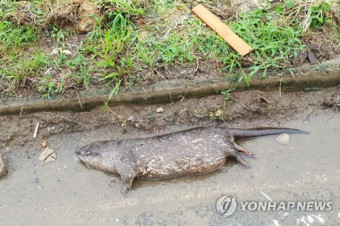 천연기념물 수달, 대전 도로 배수구서 죽은 채 발견