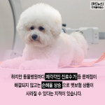 [카드뉴스] 반려동물 위한 펫보험 상품 가입해볼까
