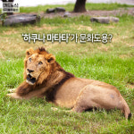 [카드뉴스] ‘하쿠나 마타타’가 문화도용?