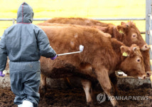 구제역 위기경보 `경계` 격상