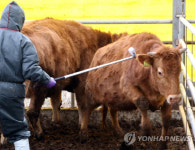 충북 충주시 한우농장 구제역 의사환축 신고