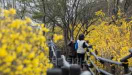 [포토] `개나리와 찰칵`