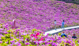 [포토] 불암산 힐링타운, 만개한 철쭉동산