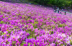 [포토] 불암산 힐링타운, 만개한 철쭉동산