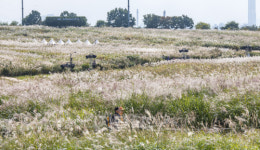 [포토] 하늘공원 찾아 가늘 정취 만끽하는 시민들