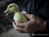 영국 왕실 `푸아그라 요리` 퇴출한다…