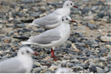 `철새` 붉은부리갈매기, 러시아에서 필리핀까지 이동해 월동
