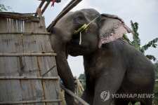 6명 죽인 인도 수컷 코끼리…공무원 150명 달라붙어 겨우 잡았다