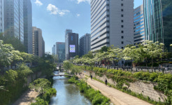 `5월에 꼭 가봐야 할 명품 가로수길은`…서울 청계천 이팝나무길·대전 보라매공원길 등