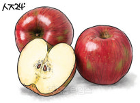 [손해복의 백세시대 음식보감] 장의 청소부 `사과`