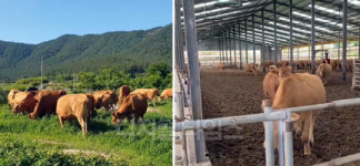 `한우 사육기간 단축`으로 농가부담·가격 둘다 잡는다
