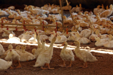 너무 뜨겁다...폭염에 가축 25만7000마리 폐사