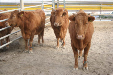 [르포]한국후지쯔 우보(牛步)시스템 적용 현장을 가다