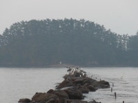 [허여사의 여행칼럼] 바다속 오작교로 떠나는 선도리여행