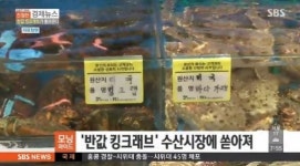 킹크랩 시세 폭락, 가격이 원가보다 저렴해?…얼른 사자