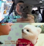 고양이보다 개가 주인 더 사랑, 개 키우는 사람이 고양이 키우는 사람보다 행복감 더 느껴