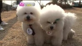 요크셔테리어 성격, 겁 없고 활발+응석꾸러기 ‘귀여워’