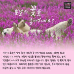 [카드뉴스]봄날의 꽃을 좋아하세요