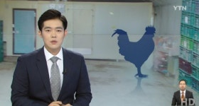 양계업자의 불량양심, 집단 폐사한 닭 무더기 불법 투기 ‘결국 덜미’