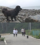 장봉도, 안내견 검은 개 밍키 유기견 아닌 주인도 이름도 있었다 반전