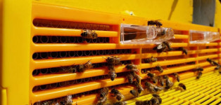 [열정! e경영인]천연 국내산 벌꿀 전문몰 한오백벌꿀