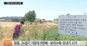 '망종(芒種)'이란? '별을 보고 나가서 별을 보고 들어온다?'